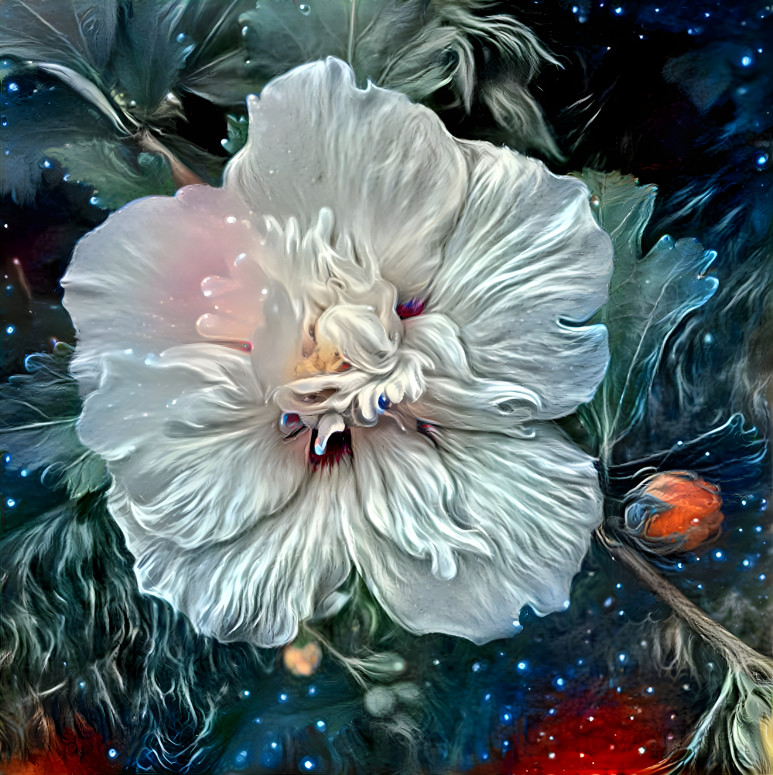 Rose of Sharon at night