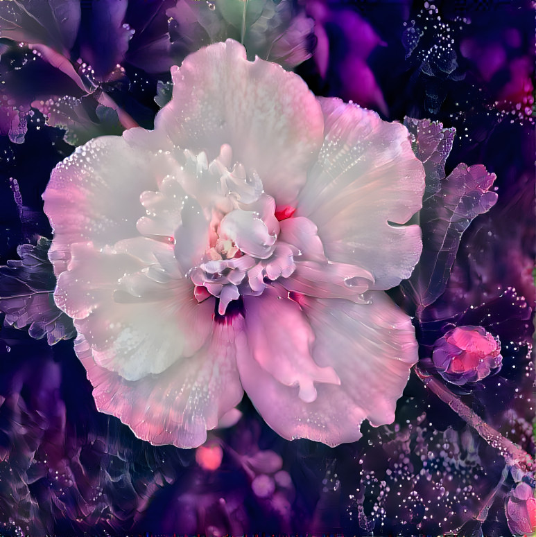 Rose of Sharon 2