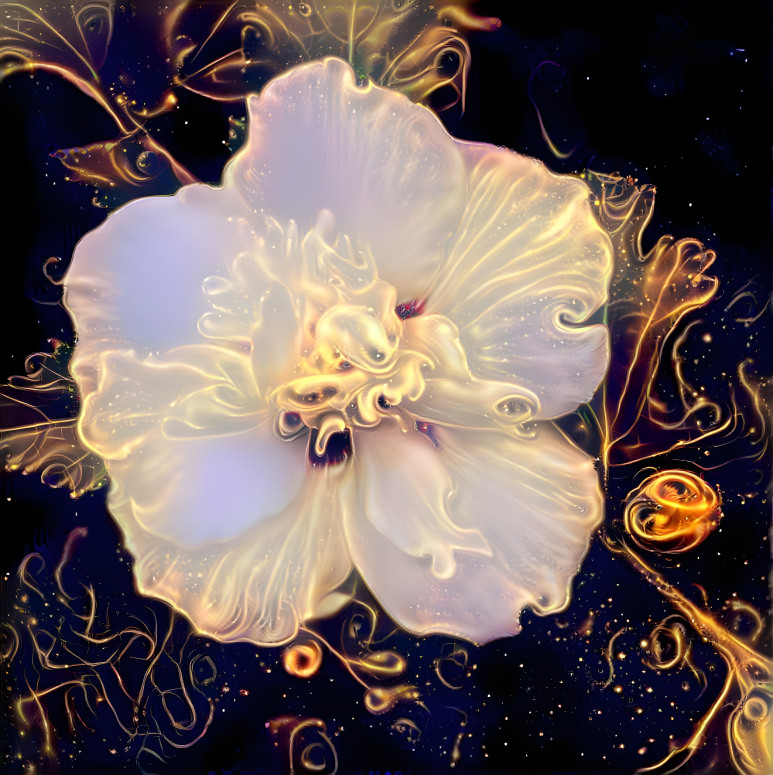 Midnight rose of Sharon