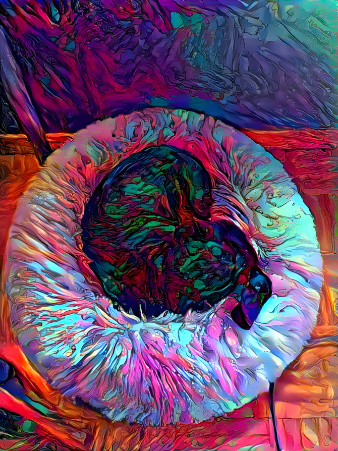 Color Splash Dog