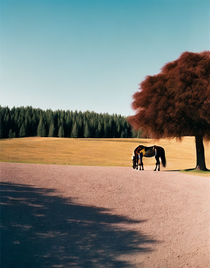 Two horses under red-leaved tree on green field with clear sky.