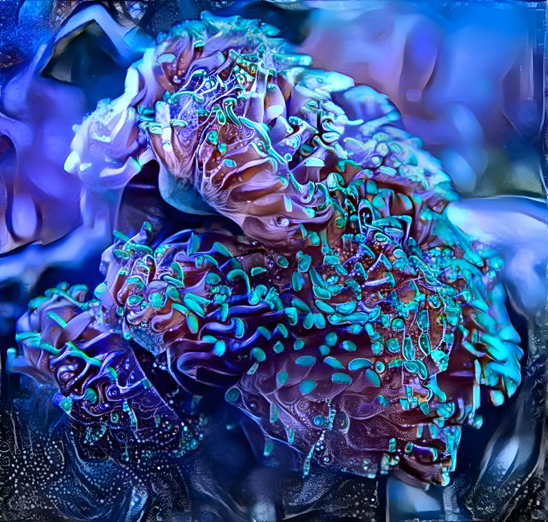 fractal anemones