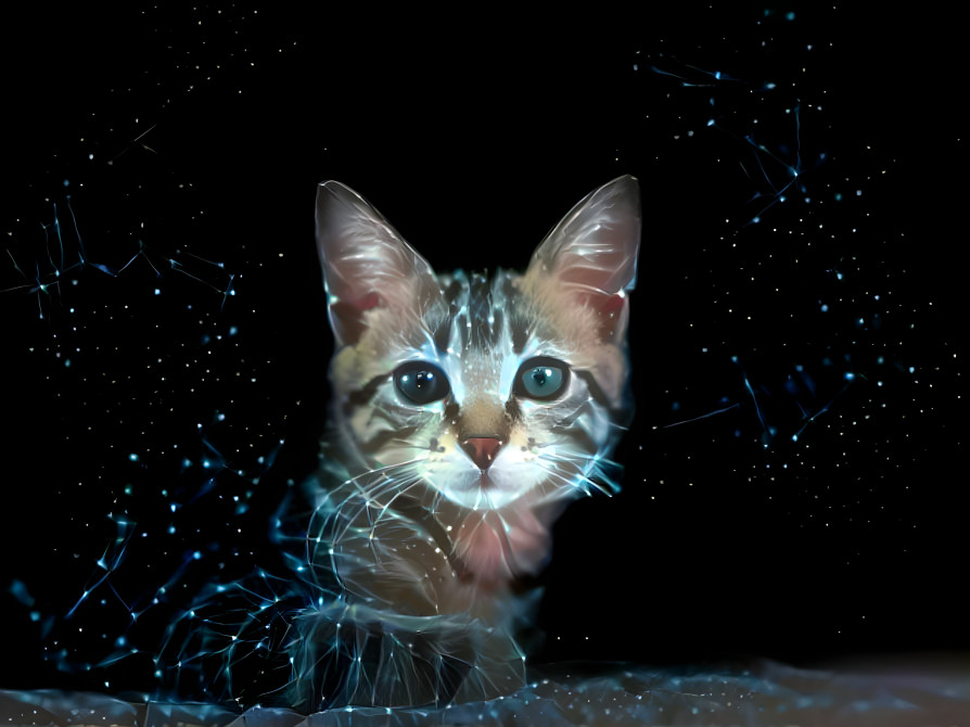 Cat Space