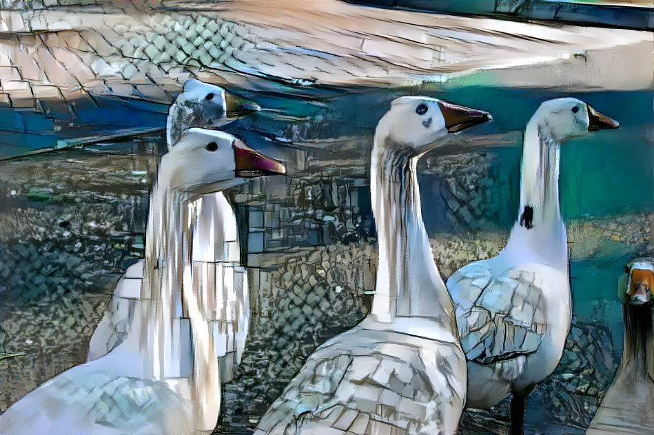 Geese 