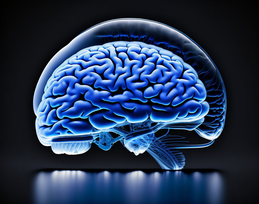 Detailed Human Brain Illustration with Glowing Blue Outline