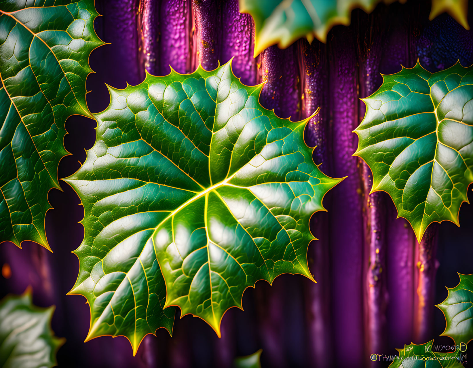 Detailed Green Leaf with Intricate Veins and Serrated Edges on Dark Purple Stems