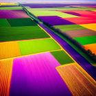 Vibrant multicolored agricultural fields with bisecting road