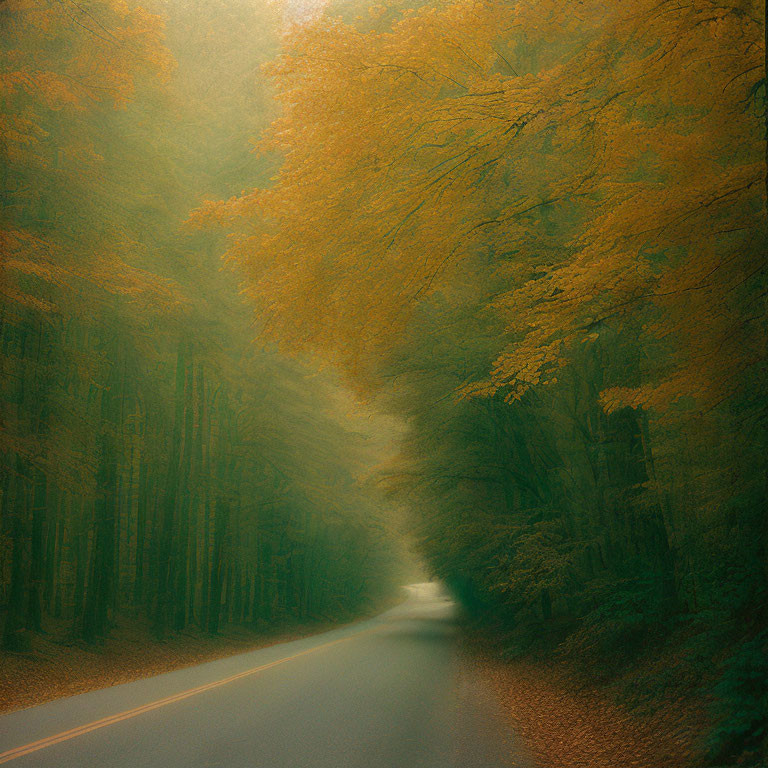 Autumn forest scene with misty road and golden-leafed trees