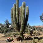 Colorful Patterned Decorative Skulls with Cacti and Flowers in Blue Sky