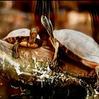 Two turtles on a rock by water with city lights backdrop