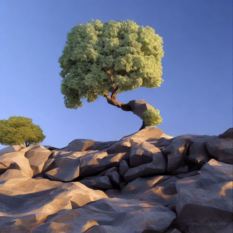 Thick Canopy Tree Leaning Over Rocky Terrain