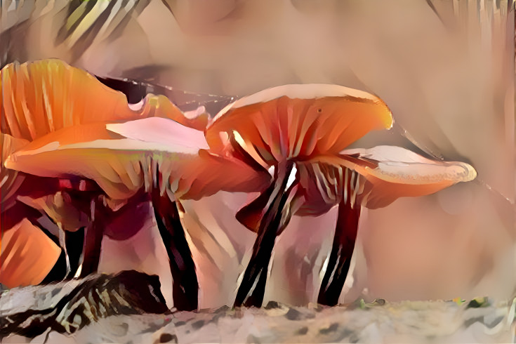 Fungi