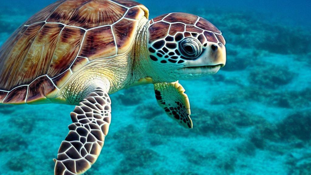 Graceful Sea Turtle Swimming in Clear Blue Ocean Waters