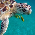 Graceful Sea Turtle Swimming in Clear Blue Ocean Waters