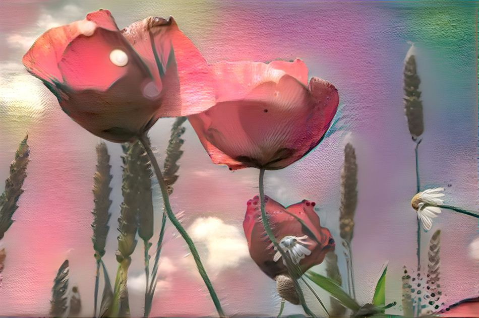 Poppies