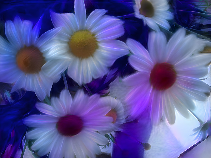 Daisies