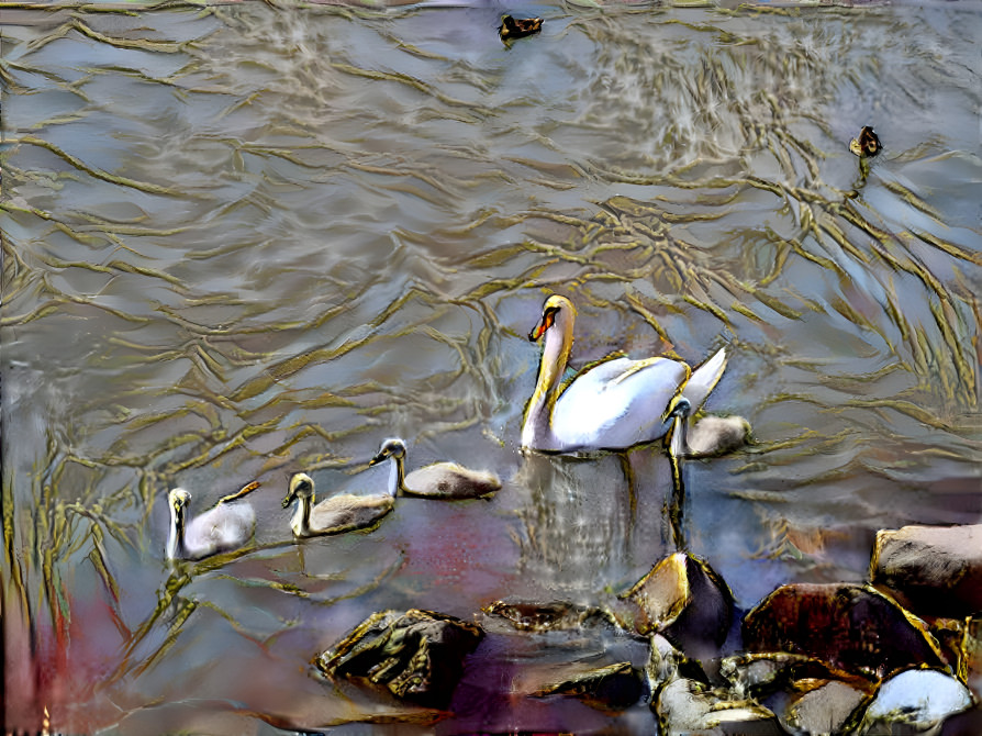 Swan Family