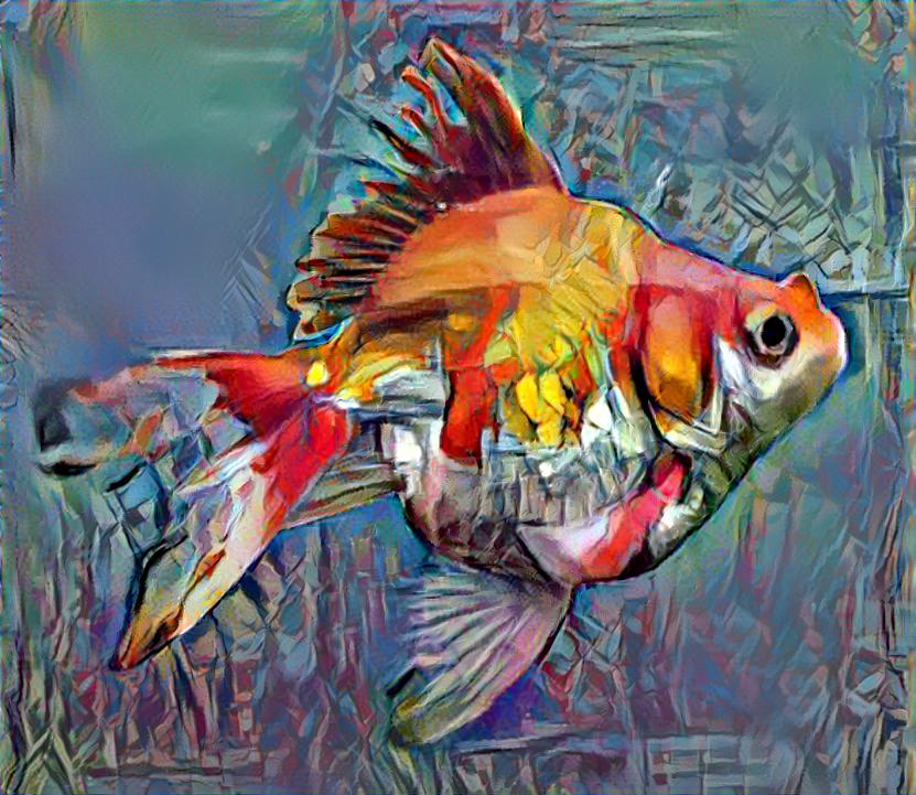 goldfish