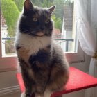 Realistic Cat with Vibrant Rainbow Fur Next to Window and Potted Plant