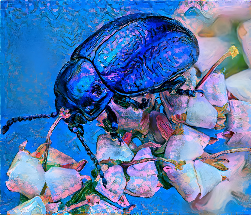 Beetle