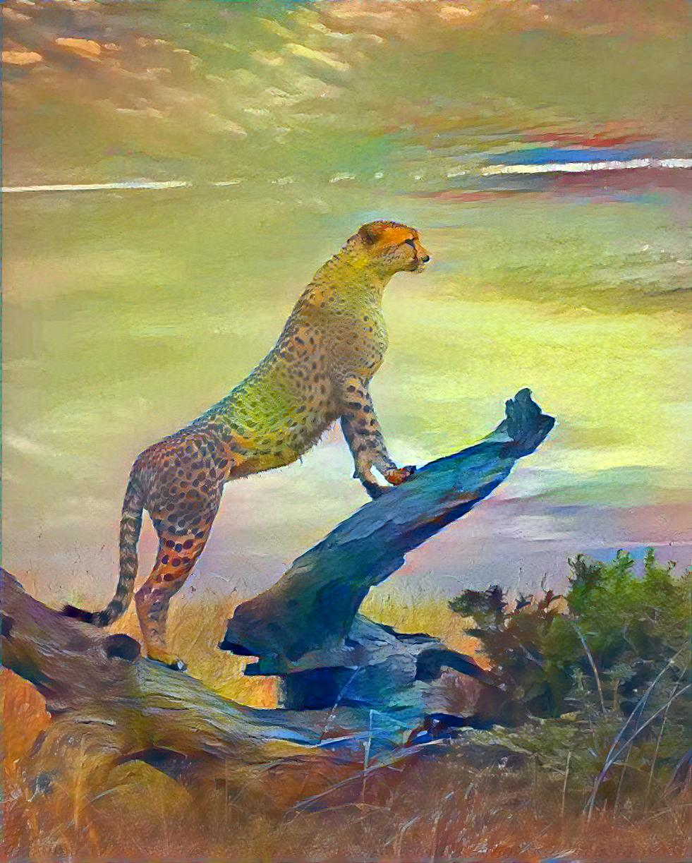 Cheetah