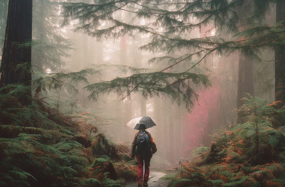 Person with umbrella walking on misty forest path among towering trees and lush ferns