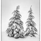 Snow-covered fir trees in serene winter scene under clear blue sky