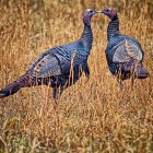 Five pheasants in autumn leaves, two forming heart shape.