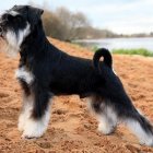 Black and Brown Tibetan Terrier in Field with Serene Landscape