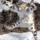 Snow leopard mid-leap over rocky terrain with rosette-patterned fur and snowflakes.