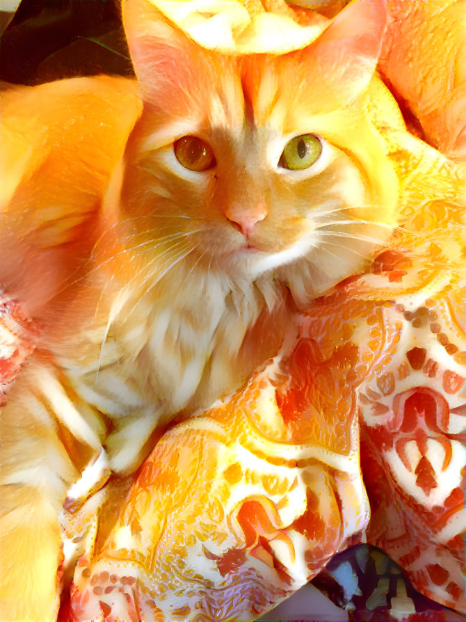 Orange cat