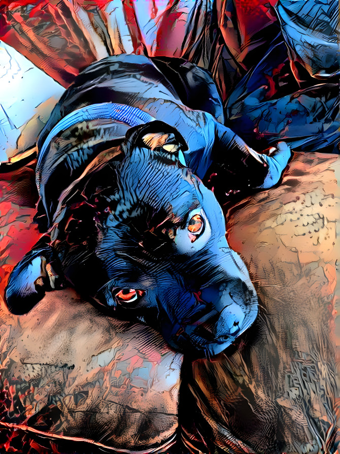 Comic Dog