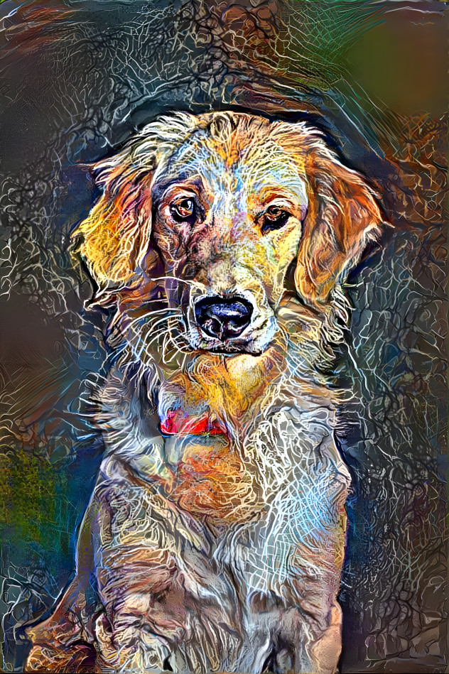 my golden retriever