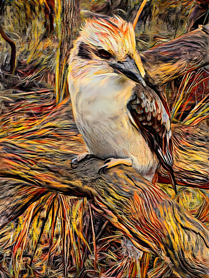 Kookaburra