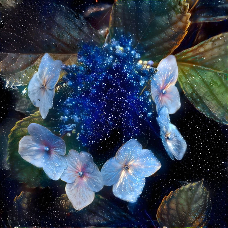 Hydrangea