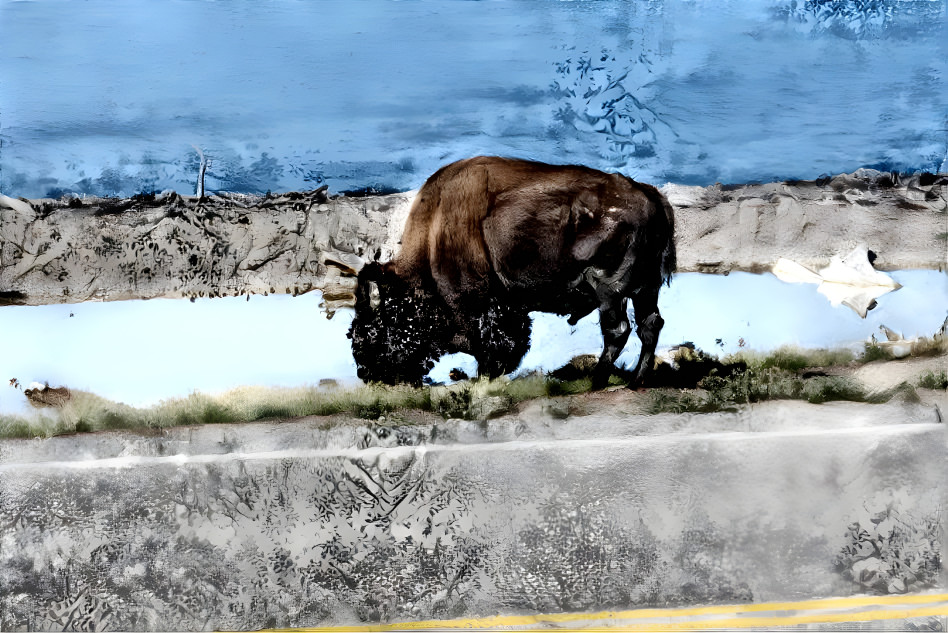 Bison