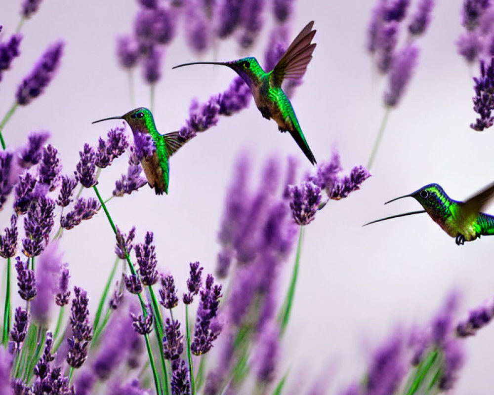 Flying hummingbirds amidst purple lavender flowers and soft-focused backdrop.