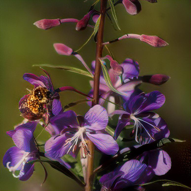 Fireweed and Bumble Bee