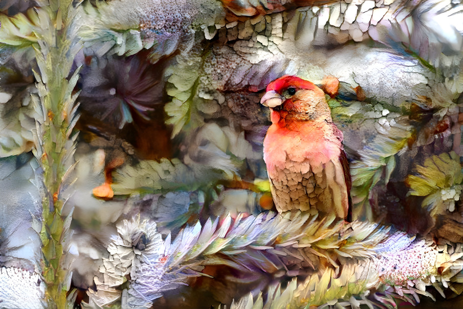 Mr. House Finch