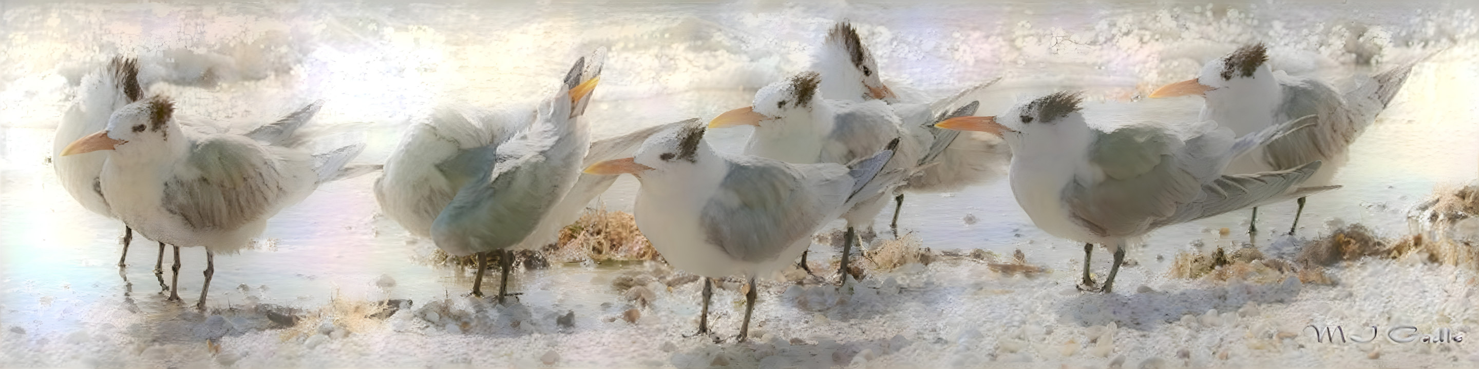 Royal Terns