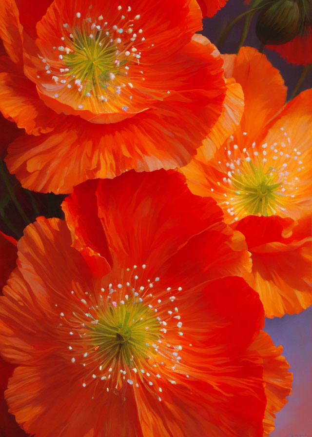 Colorful Orange Poppies with White Stamens on Red and Purple Background