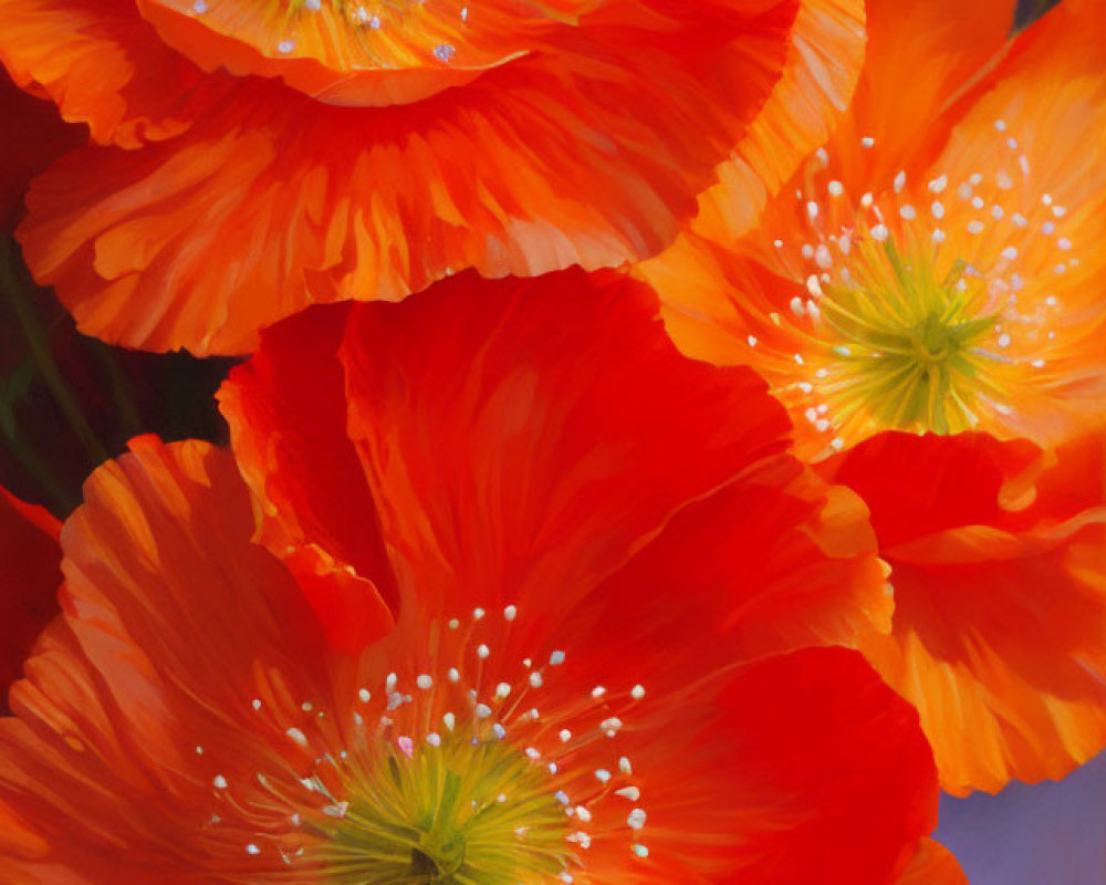 Colorful Orange Poppies with White Stamens on Red and Purple Background