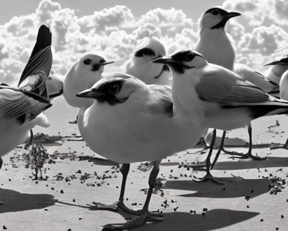 Panoramic black and white photo of seagulls on sandy beach