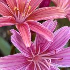 Vibrant painting of pink tulips in full bloom with soft greenery