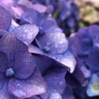 Vibrant violet and blue flowers in digital art with gradient texture