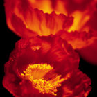 Vibrant red-orange roses with yellow hues on dark background