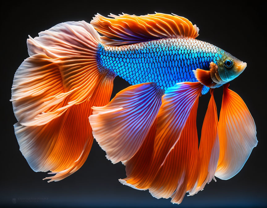 Vibrant orange fins and blue scales on colorful Betta fish