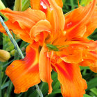 Colorful painting of blooming orange flowers with green leaves