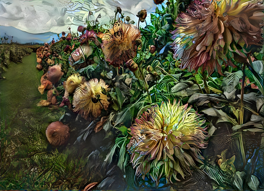 Dahlia Field