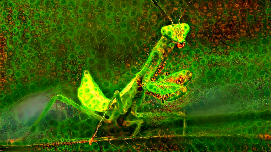 mantis